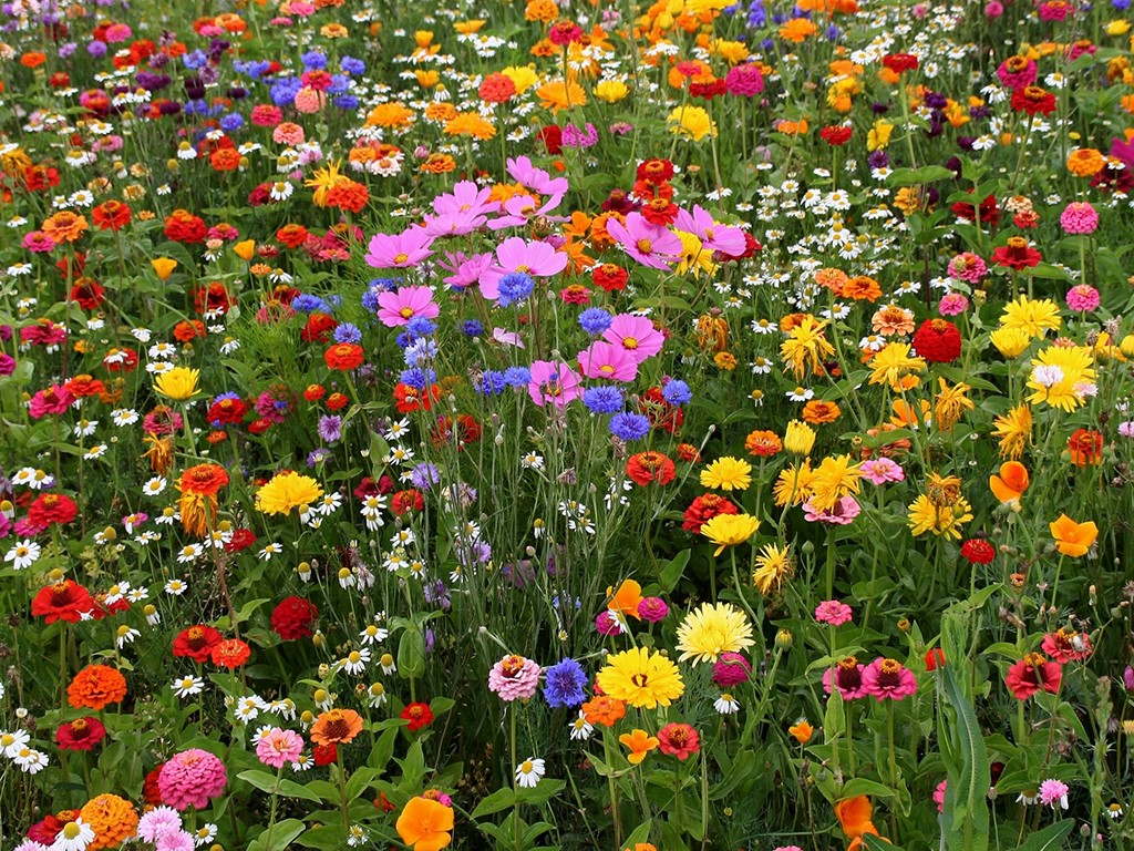 фото 3 Мавританский газон.jpg