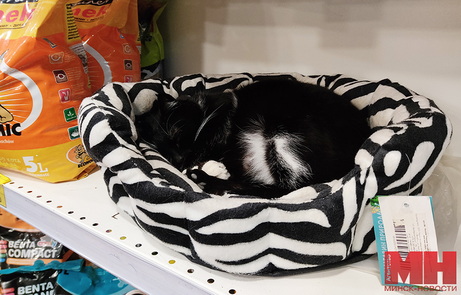 кот Василий