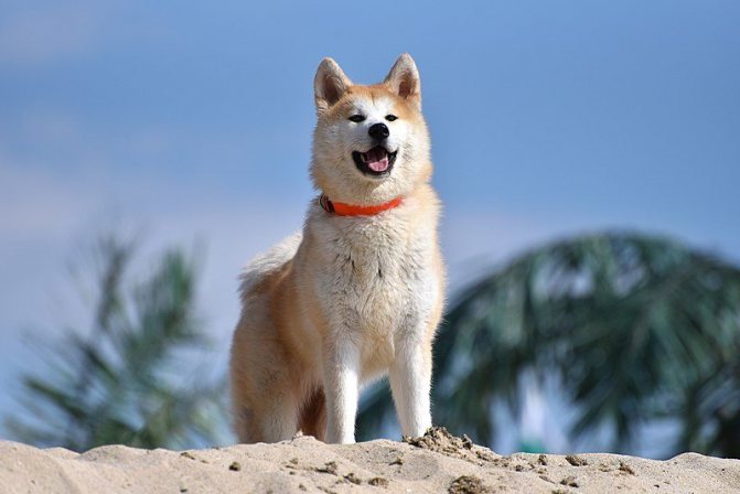 Акита-ину стоит