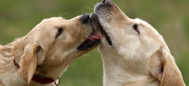 что это кроссовая вязка у собак