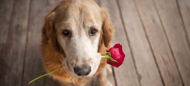 медикаментозная подготовка собаки к вязке