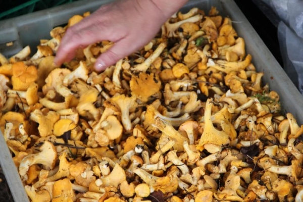 Белорусы получили от Белкоопсоюза 215 млн за овощи, ягоды, грибы: что почем принимают