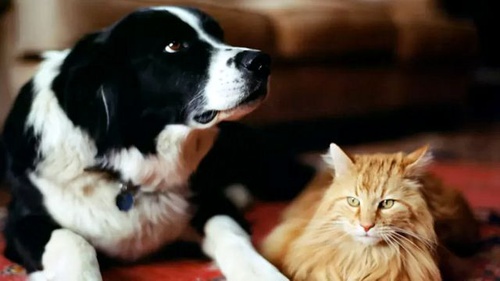 Собака и кошка