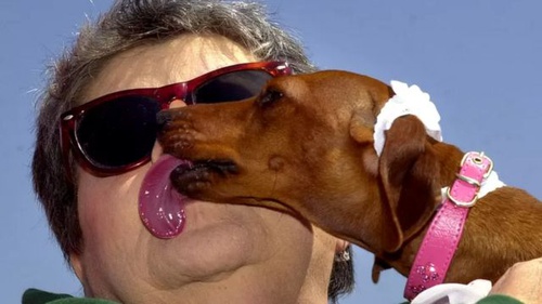 Собака облизывает лицо человеку