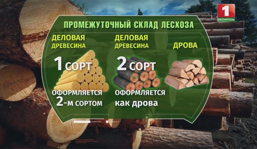 Схема хищения леса прямо на делянке (этап 2) Схема хищения леса прямо на делянке