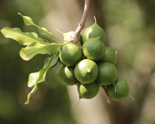 Гроздь орехов макадамия на дереве