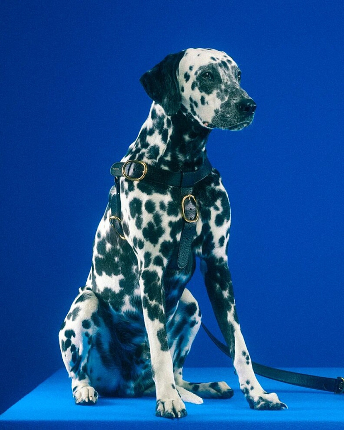Gucci Pet Collection