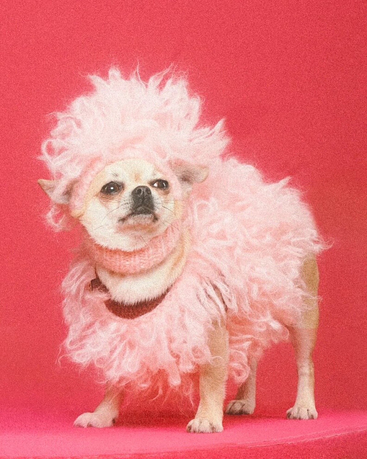 Gucci Pet Collection