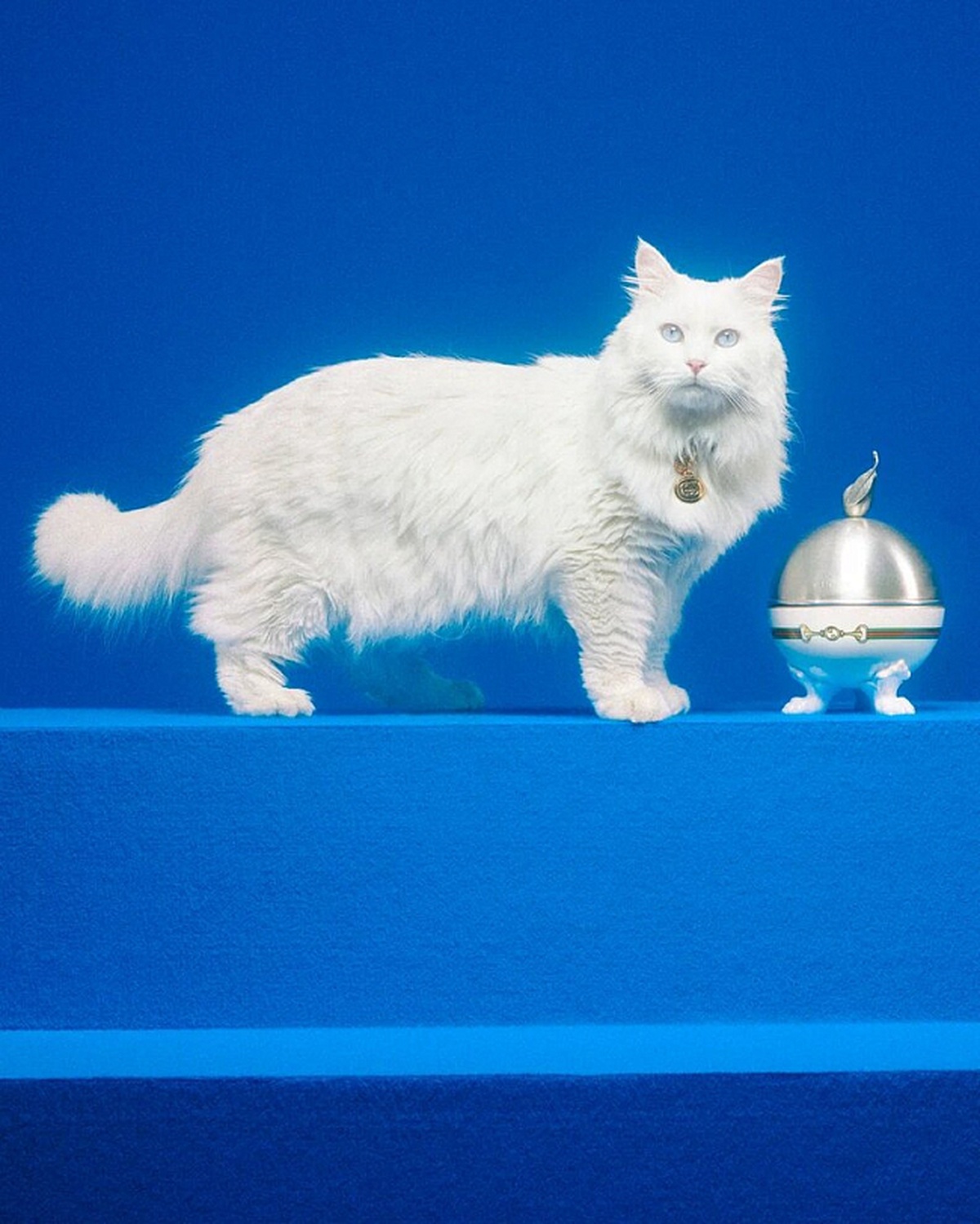 Gucci Pet Collection