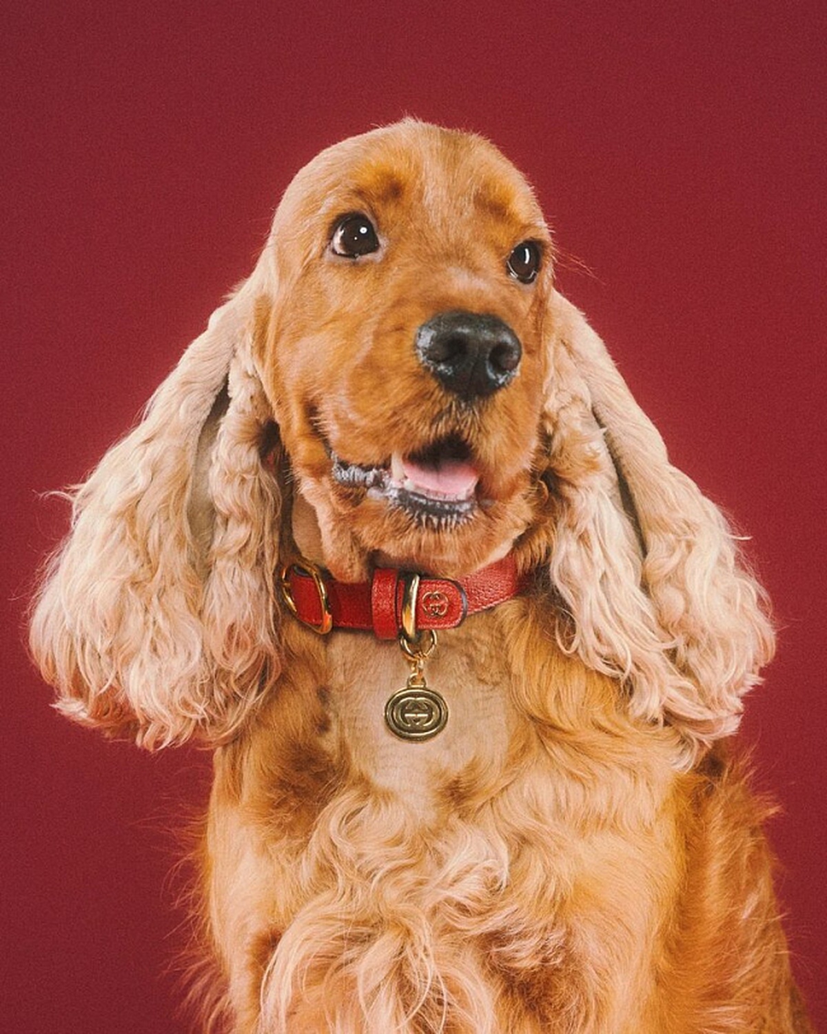 Gucci Pet Collection