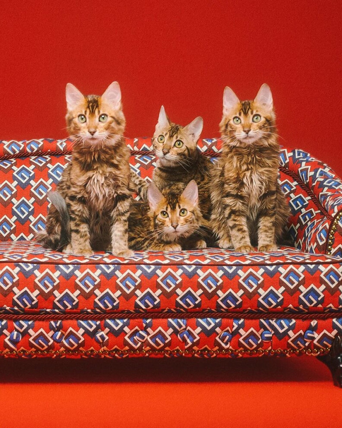 Gucci Pet Collection