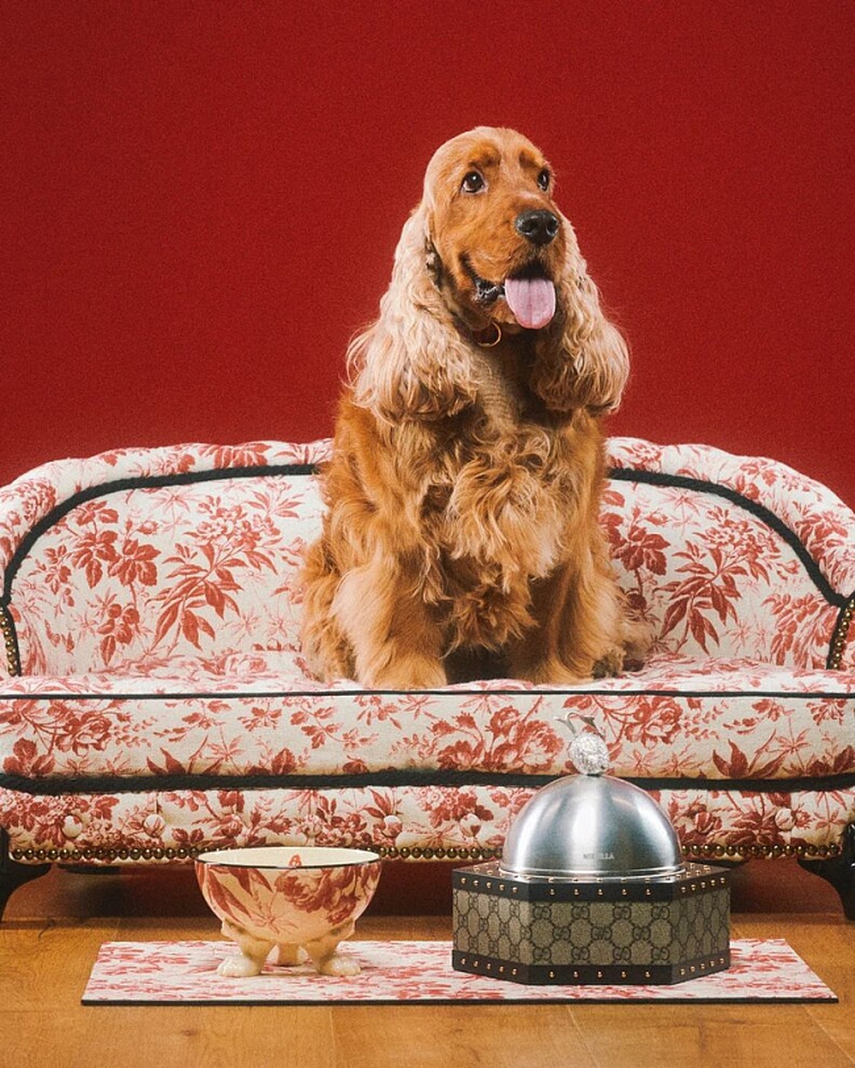 Gucci Pet Collection