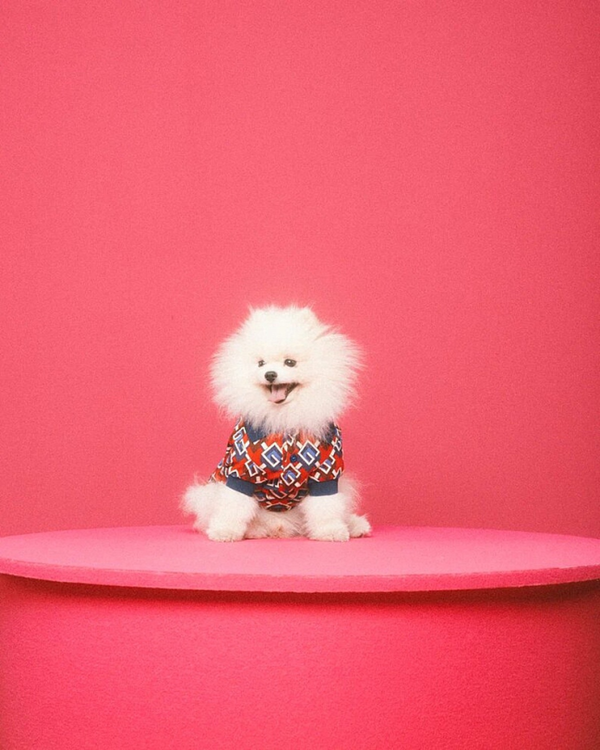 Gucci Pet Collection