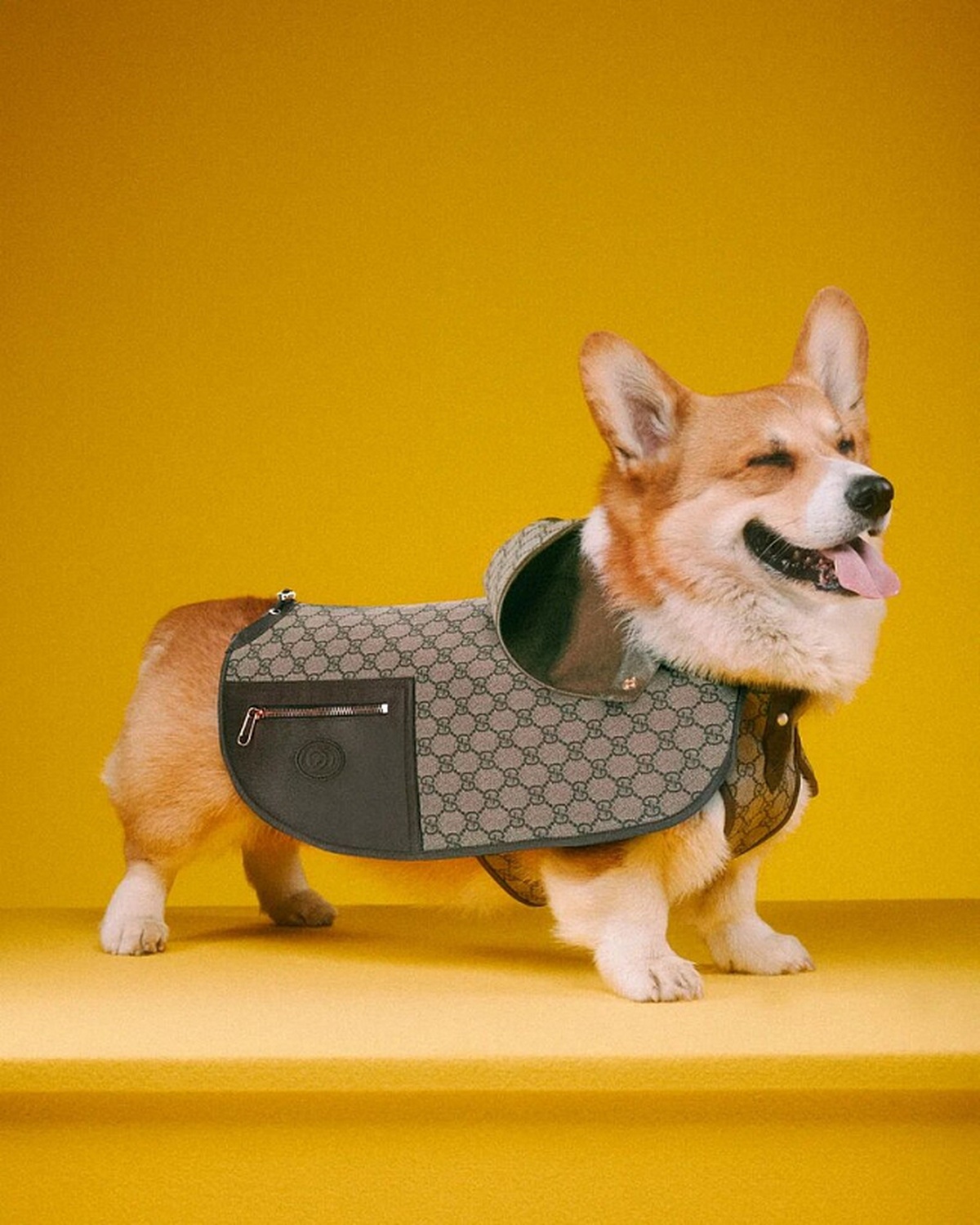 Gucci Pet Collection